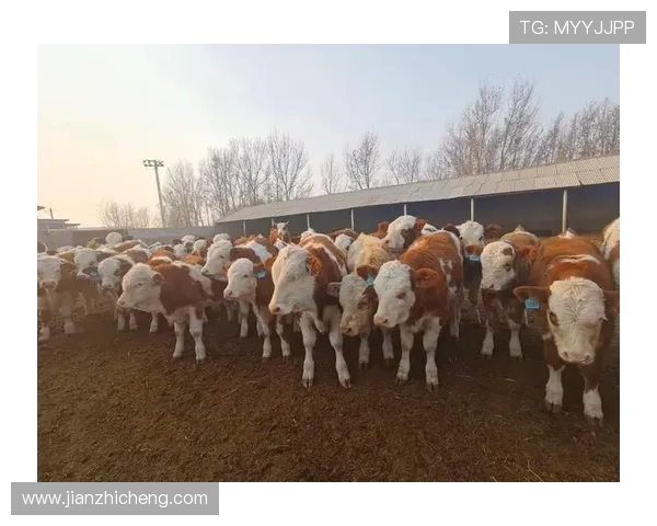 畅享尊龙凯时网娱乐app中的丰富游戏与精彩活动